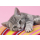 Clementoni Puzzle HQ  Grey Kitten - 417069 - zdjęcie 2