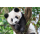 Clementoni Puzzle WWF Cute Panda - 417276 - zdjęcie 2