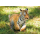 Clementoni Puzzle WWF Tiger puppy - 417277 - zdjęcie 2