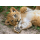 Clementoni Puzzle WWF So cute Lion - 417278 - zdjęcie 2