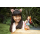 Mattel Enchantimals Lalka Zwierzątkiem Felicity Fox  - 476133 - zdjęcie 7