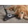 Miele Compact C2 Cat & Dog Power Line - 1080522 - zdjęcie 7