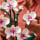 LEGO ICONS 10311 Orchidea - 1040189 - zdjęcie 5