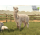 PC Farming Simulator 25: Beans & Alpacas Edition - 1581121 - zdjęcie 3