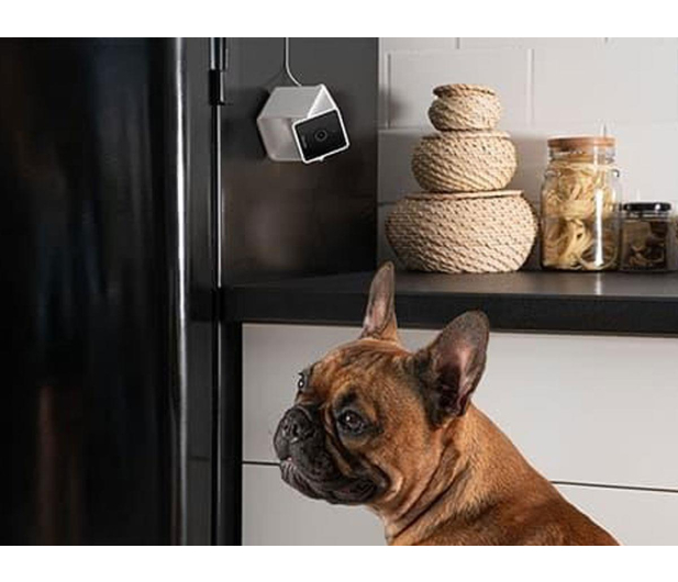 Petcube Inteligentna kamera Cam - 1308534 - zdjęcie 6