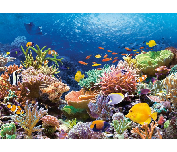 Castorland Coral Reef - 174510 - zdjęcie 2