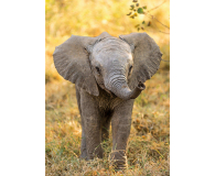 Clementoni Puzzle WWF Little Elephant - 417275 - zdjęcie 2