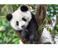 Clementoni Puzzle WWF Cute Panda - 417276 - zdjęcie 2