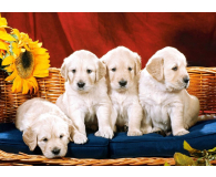 Castorland Puppies With Sunflower - 174513 - zdjęcie 2